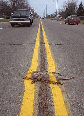 Possum Roadkill